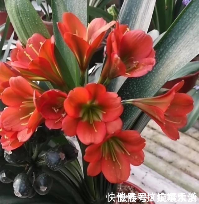 土壤|想要君子兰长得好长得快,这4点一定要做足“功课”,不然长不好!