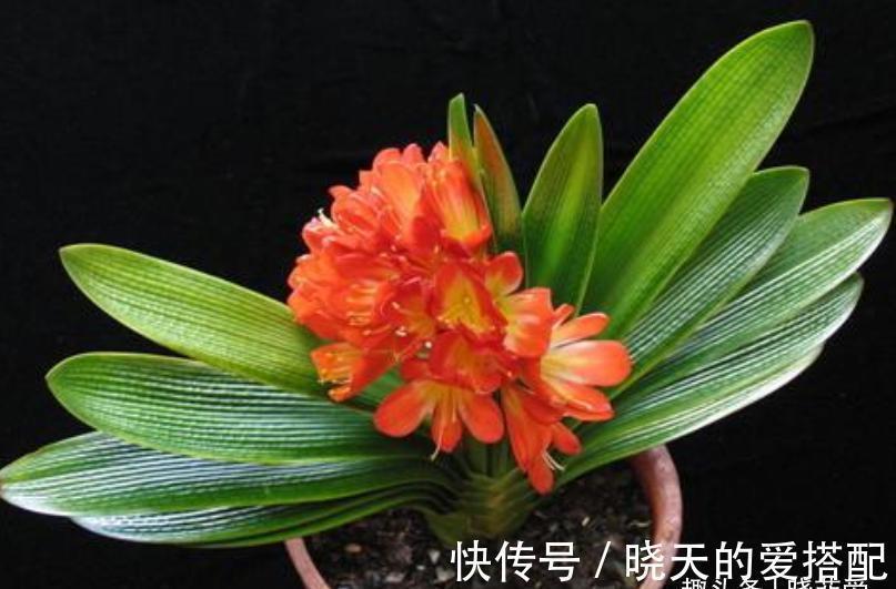 君子兰总是不开花,只用了“这几招”,年年绿叶红花,不断爆花芽