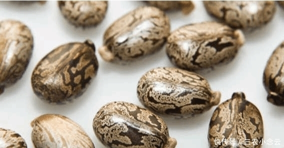 害怕|農村這種野果渾身是刺, 農村娃見到就害怕, 可卻不知道價值珍貴