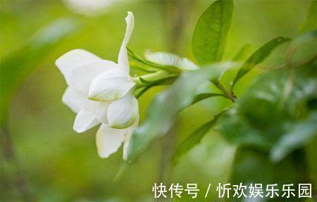 扦插|栀子花扦插很简单,修剪完的枝条不要扔,注意几点生根速度快