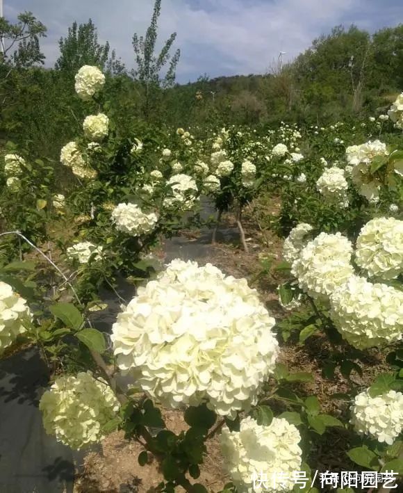 高端大气的“中华木绣球”,绣球花中的天花板,庭院养花必备