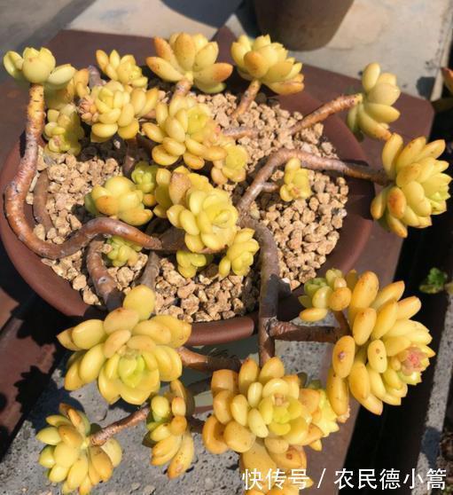 春萌|秋天养盆多肉春萌,叶片肥厚有光泽,颜色透黄状态好,养成小老桩