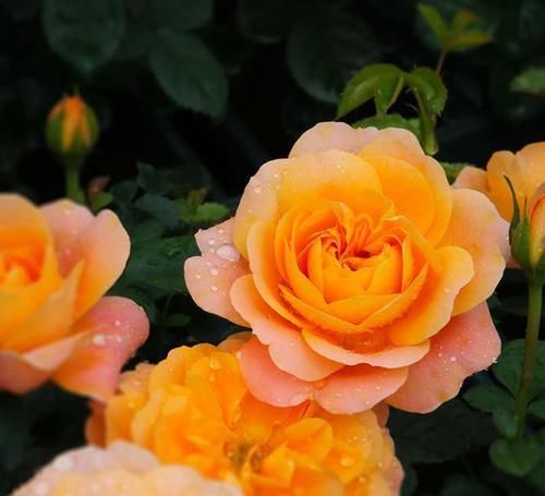  夏洛特夫人|三款最经典的月季，家里有阳台定要养几棵，香味扑鼻，月月都开花