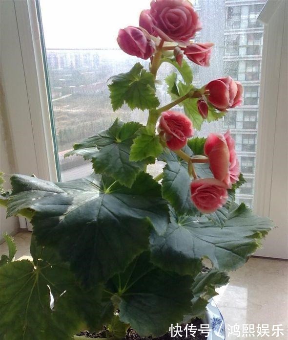 丽格海棠难过夏简单了解并不难，叶片翠绿，花色丰富！