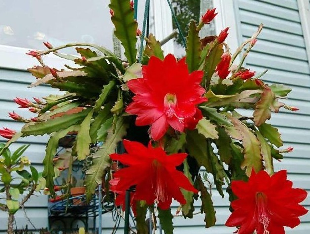 金钟|有阳台要养花，几种花开花成簇花色艳丽，一簇簇全是红艳花