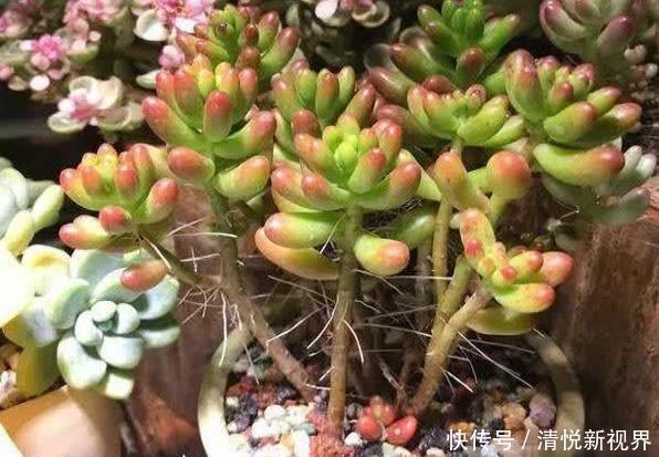 气根|多肉全是“胡须”，这是“求救”信号，多肉爱好者要引起重视！