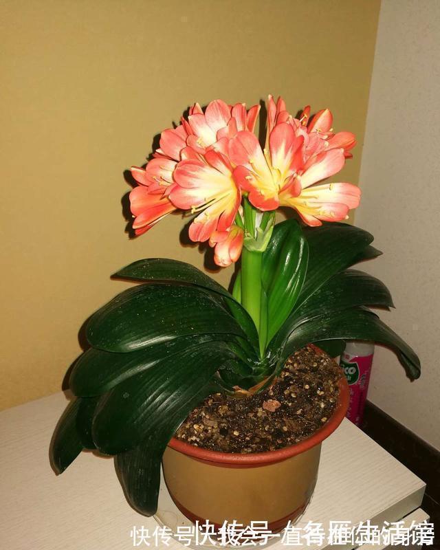 高手教你养君子兰，盆里埋2种东西，长得根粗、叶绿