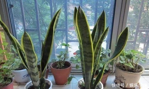 这“4种”绿植,卧室放一盆,助力好睡眠,轻松一整天!