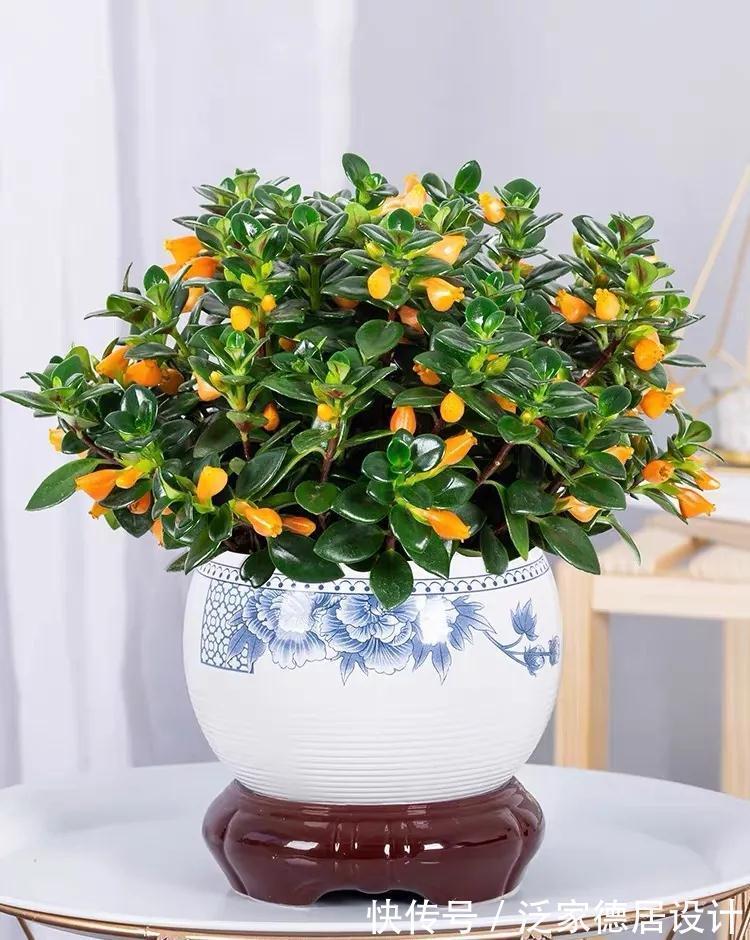 金鱼吊兰|吊兰长出了金鱼，极好的兆头，寓意年年有余