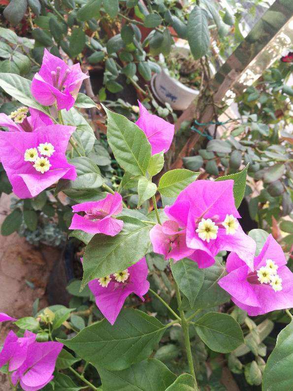 浇水|叶子发黄还脱落注意好这几点,叶子常年绿油油!