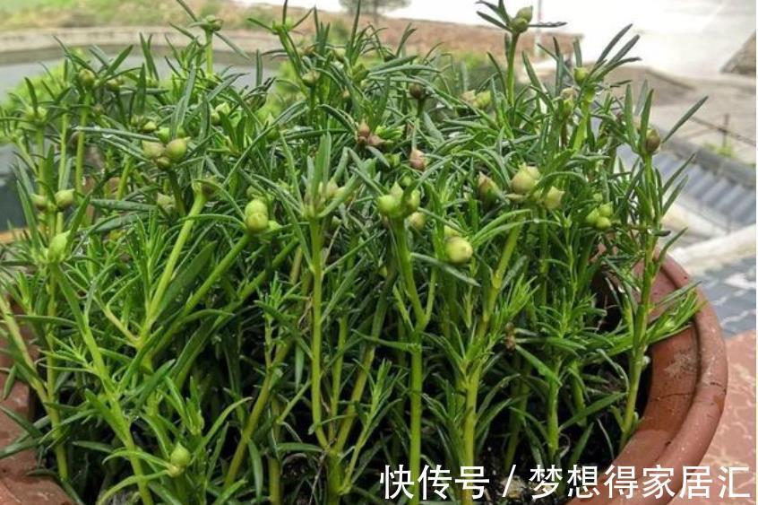 养花|三种夏日花，扦插正当时，喜欢的建议尽快繁殖“小苗”