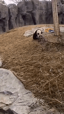 |搞笑GIF:这是一条神奇的裙