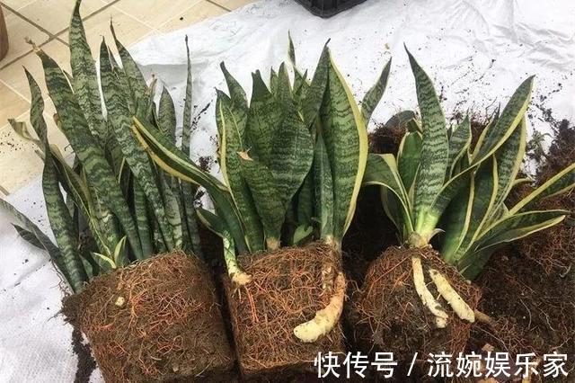养花|悄悄告诉你,学会4个老花农的养花“偏方”,家里花卉“嗖嗖长”