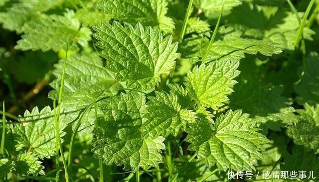 价值|路边1种野草,让人十分讨厌,人称“咬人草”,却价值高作用多