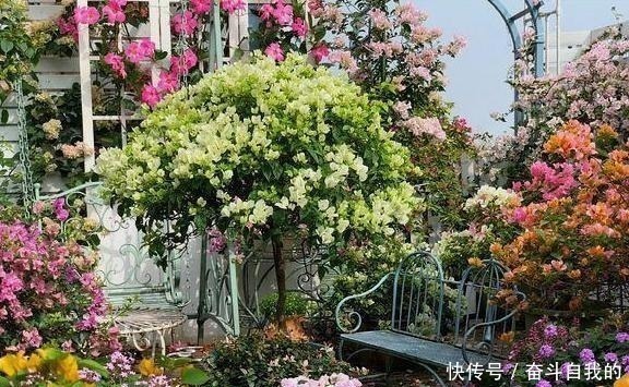 养护|她在院里养了一种花,3年之后美如画,见到的人都说像仙境!