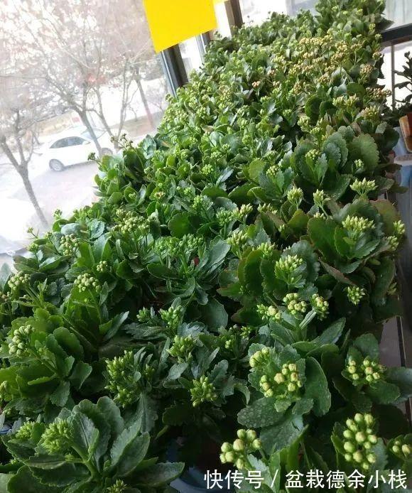 大花球|九月长寿花，死记硬背“3步骤”，侧枝多，蹭蹭爆成大花球