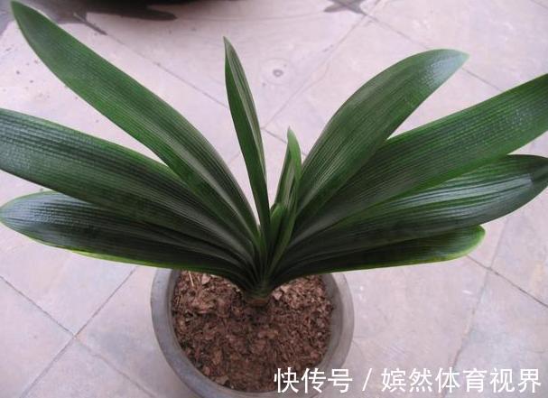 花卉|养君子兰，掌握4个小技巧，年年叶绿花艳、长爆盆