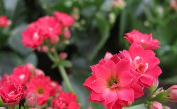 花农巧用塑料袋套在花盆上，叶子绿油油开花贼多，羡慕极了