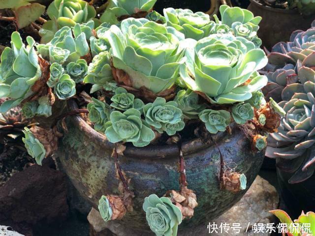 仙境|他痴迷养多肉,将500多盆多肉养出“高级感”,大家都夸美如仙境