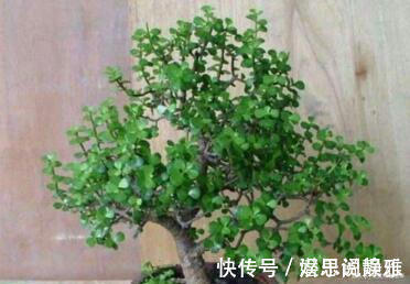 叶片|居家养棵树,旺财又福寿,1月不浇水,也能长,还越养越“值钱”