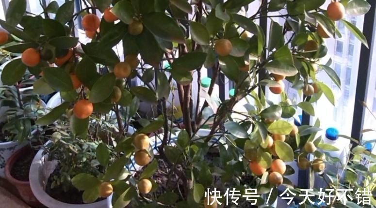 这5种植物寓意好,好看又好养,适合中国家庭入手