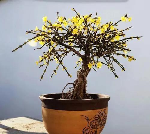 要想迎春盆景顺利过冬,花苞饱满,定要注意几点