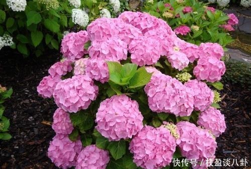 绣球花|绣球长出花苞有“三怕”，难怪黄叶不开花，现在纠正还不晚