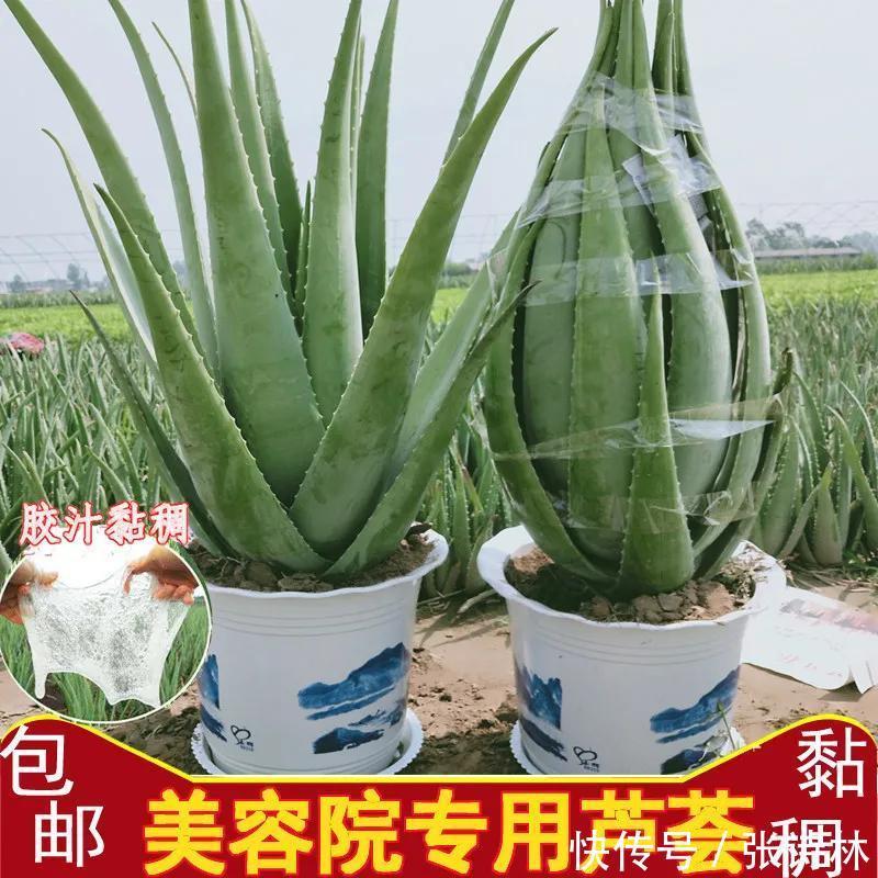 防腐剂|你还在相信“纯植物”成分护肤吗？