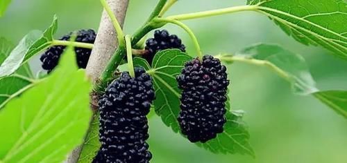 人有2个“睡眠开关”，睡前按一按，一夜安稳睡眠到天亮