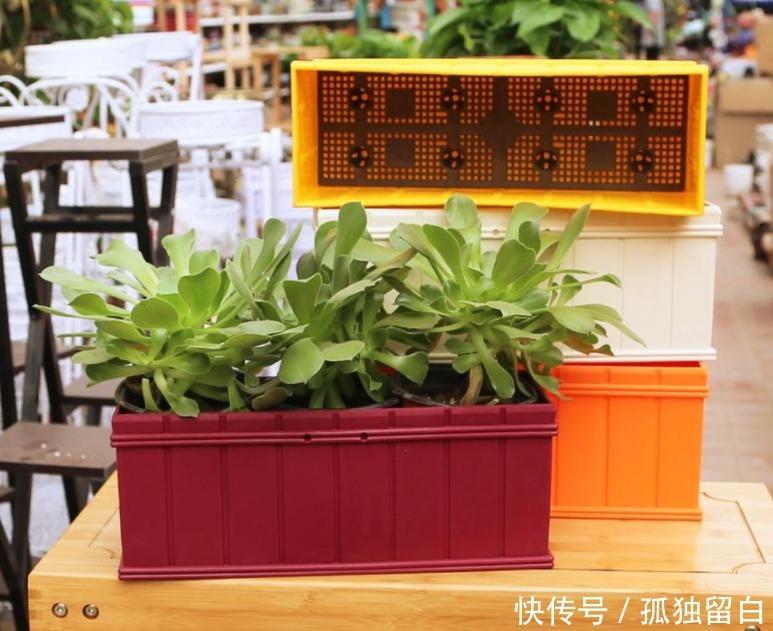 多菌灵水|刚买的花盆、旧盆不能直接拿来养花,这么处理后,盆栽植物无忧