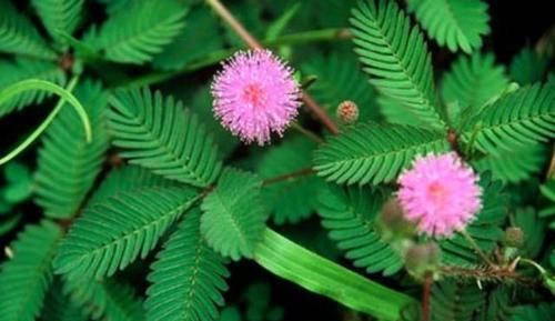 3种漂亮花，好养又好看，一盆变多盆，新手也会养