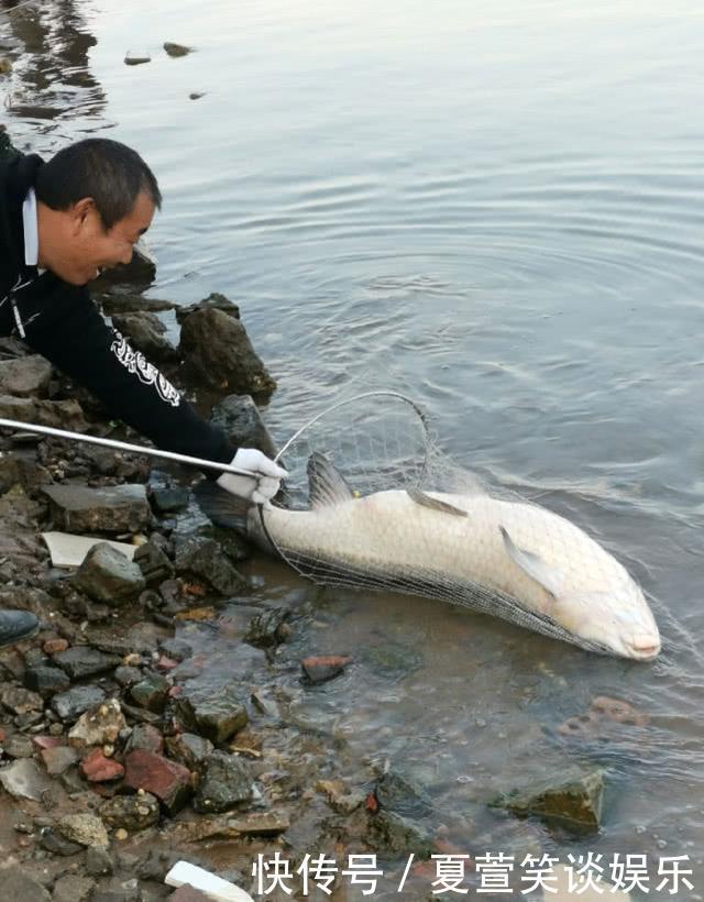 老人湘江边钓上一米多长的大青鱼,圆滚滚的像小猪