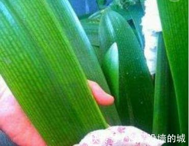 花卉|这4种喝“啤酒”最厉害的花,1次能喝半斤,叶片油绿、开花更艳!