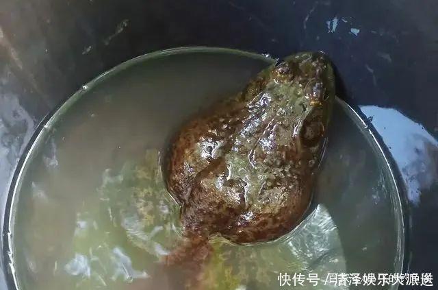 入侵失败的5个物种,我钓过4个,第一名现在钓不到了