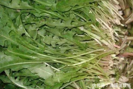 排毒草|蒲公英是“排毒草”，泡水喝能排出毒素垃圾，但要切记“三不食”