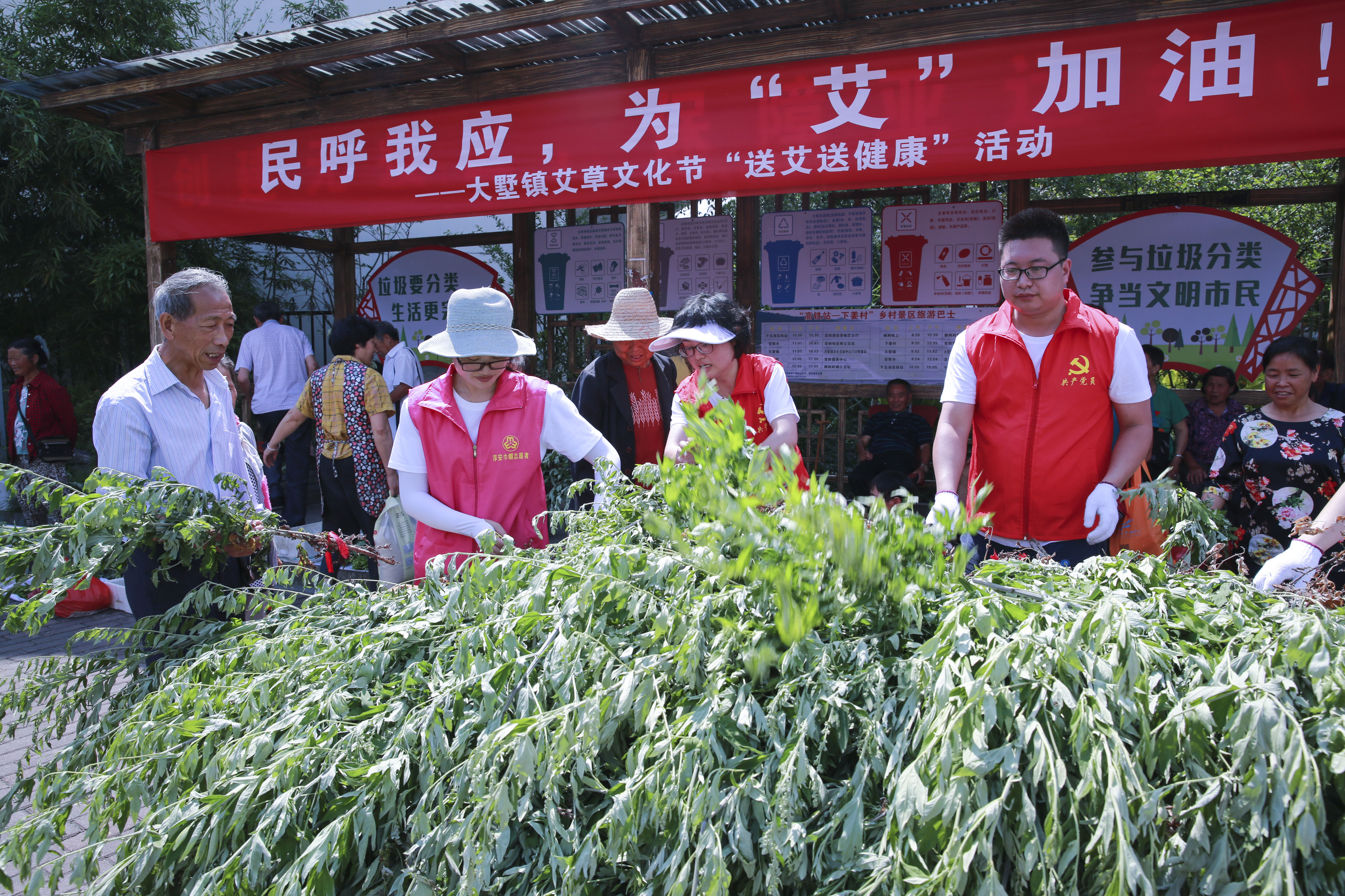 共享|大下姜举办首届艾草文化节 共建共享健康产业