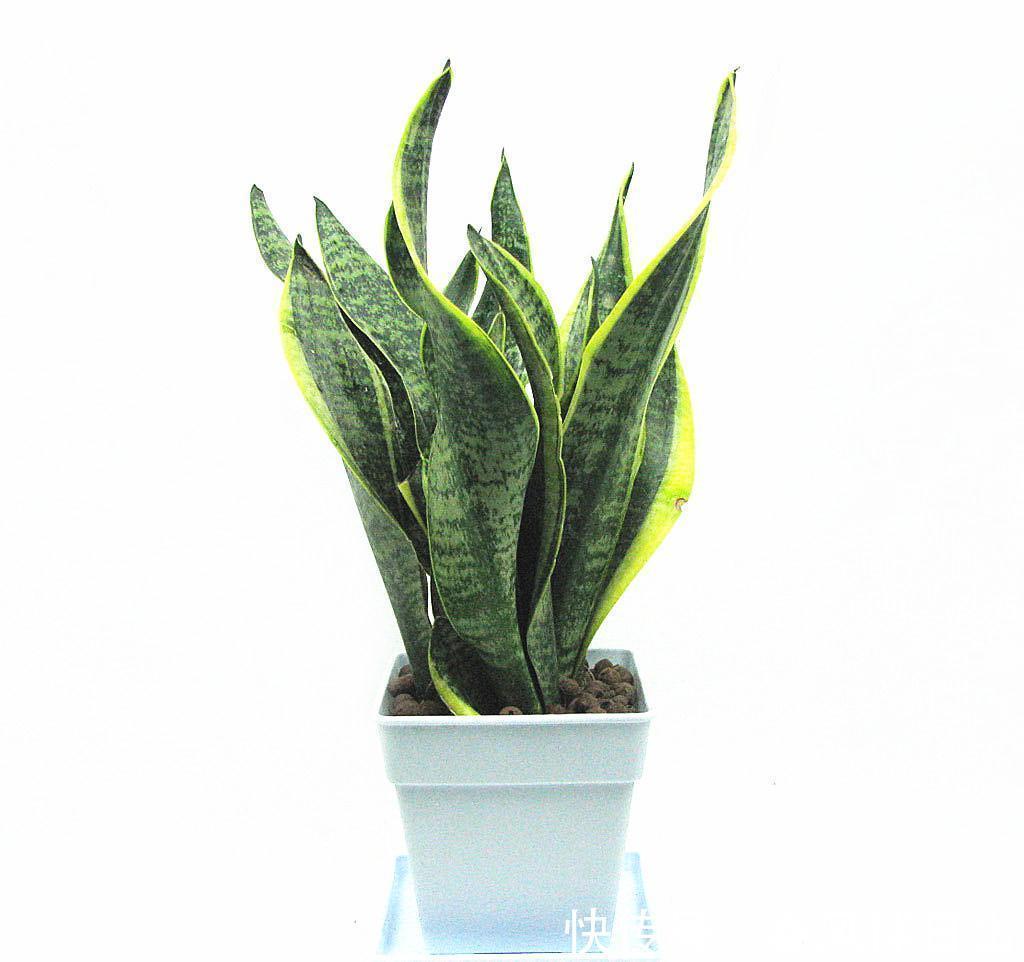 叶片|这个4原因让虎皮兰叶子变软,一波反向操作,恢复虎虎生威