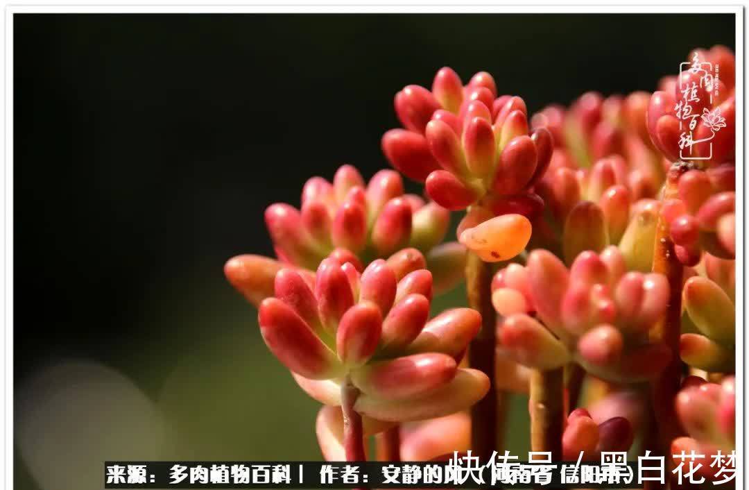 阳台多肉党的幸福生活!