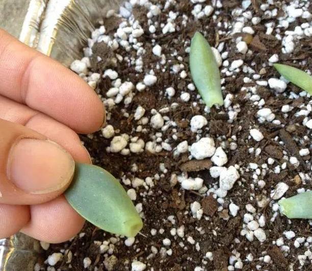 多肉徒长、叶片又肥又大该怎么解决2步操作，让它过夏就变美