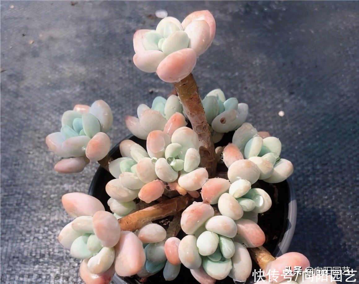 路边的多肉真便宜，1块钱1，不要买！买上一堆还不如买1棵