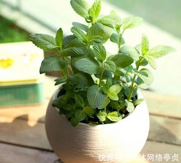 这五种花家里有只要有一盆,一年都见不到蚊子