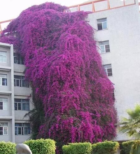  东西|养爬墙花卉，盆底下埋几粒“这东西”，三个月长成瀑布