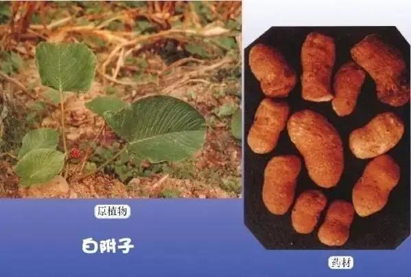 关节痛|这草药，既可治腰痛，又可治关节痛，还可治神经痛