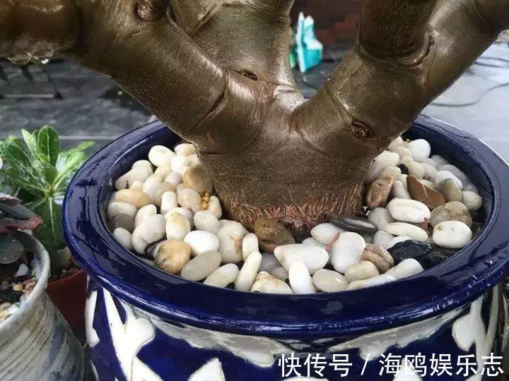 存钱筒|20年的“玉树”,叶子长成存钱筒,夏天猛晒红彤彤!