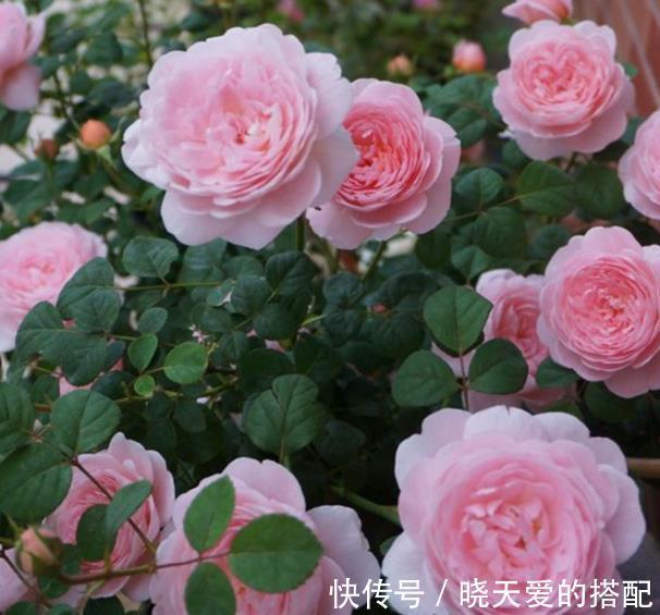 盘点十款经典月季花，每一款都是颜值搭档，总有一款深得你心