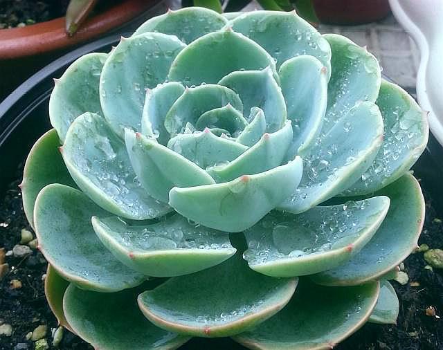 多肉植物“叶子”缺水有4个“信号”,学会一种,养多肉很简单!