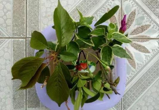 绿化带中的这2样,全是养花的宝贝,盆栽植物还能提供有机质