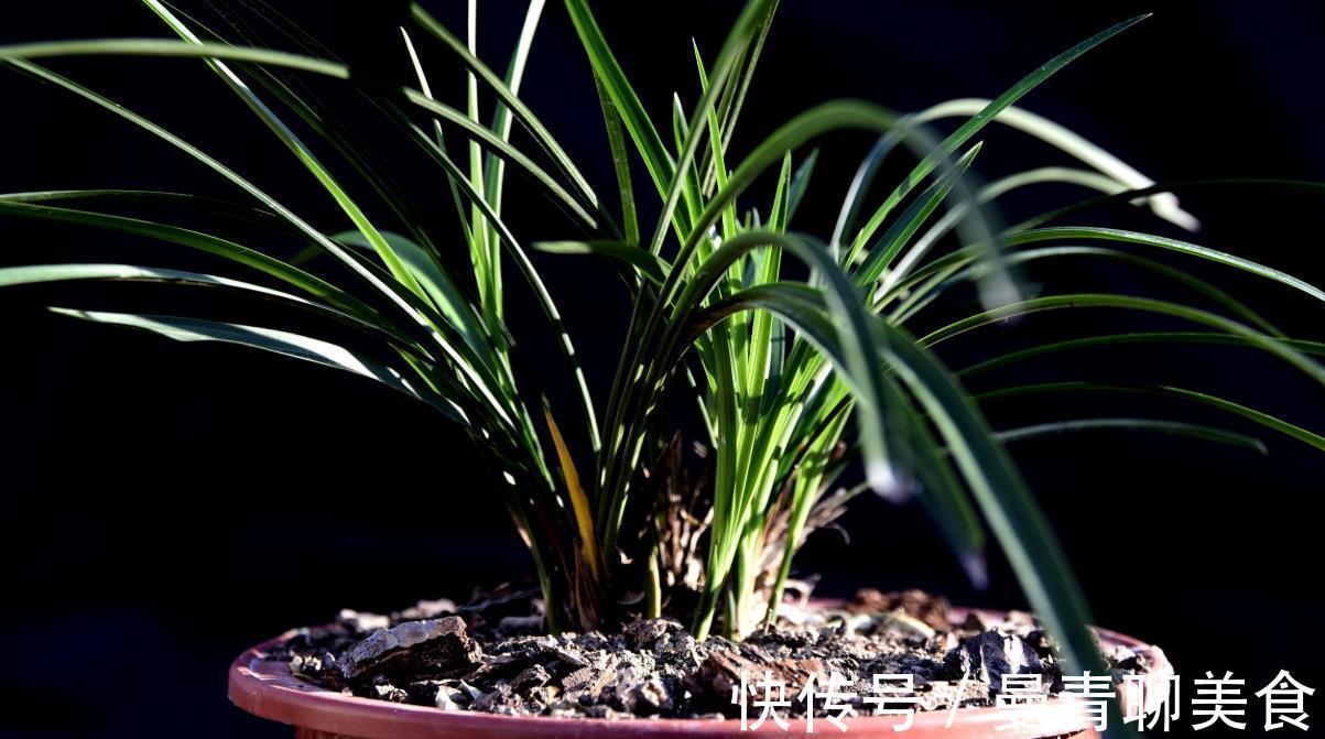 兰友|种活兰花不难,养好兰花却不易,十分钟读懂兰花该如何养护
