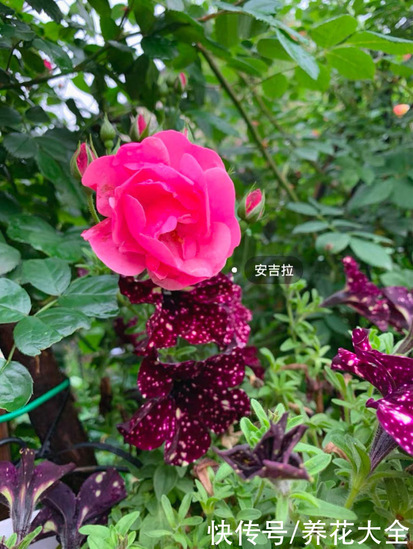 养花不用养太多，这一种花养好了，足够撑起一家门面