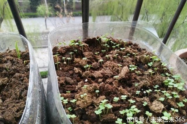 天天都吃的3种蔬菜,花盆油桶都能种,一夏天不用买,太省钱